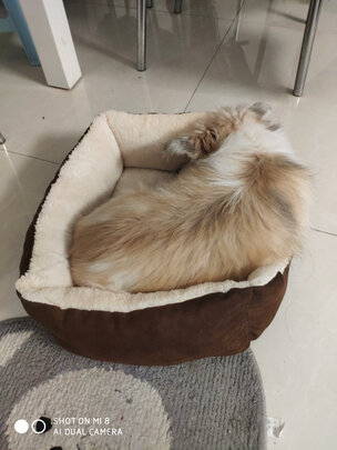 狗窝