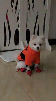 狗狗鞋
