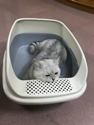 猫砂盆