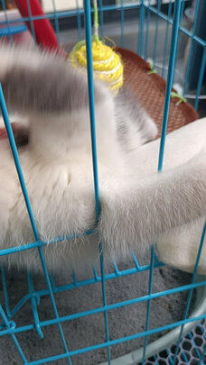  猫笼