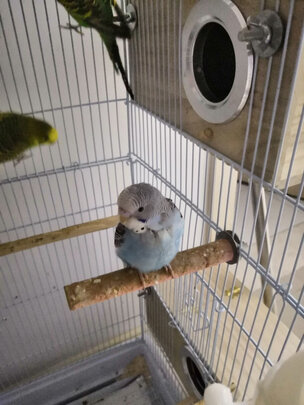 鸟笼