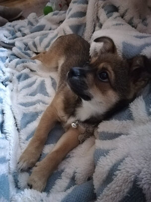 狗牌