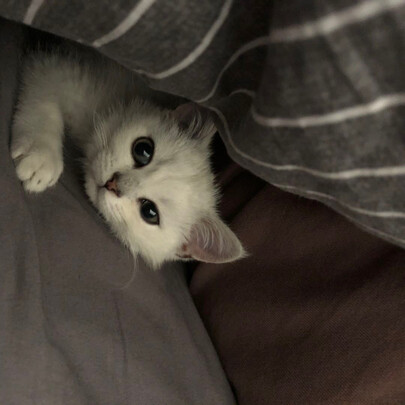 猫抓板