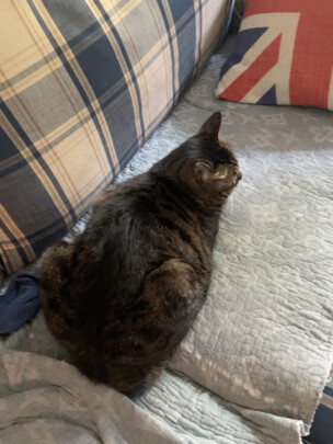 豆腐猫砂