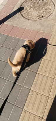 狗狗嘴套