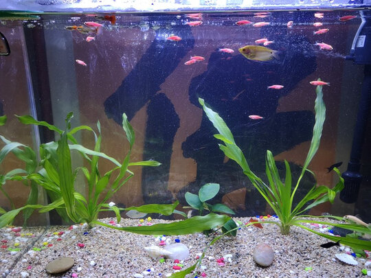 鱼缸过滤棉