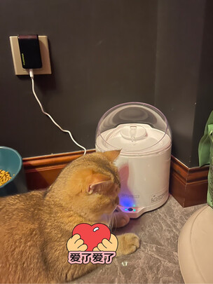 宠物饮水机