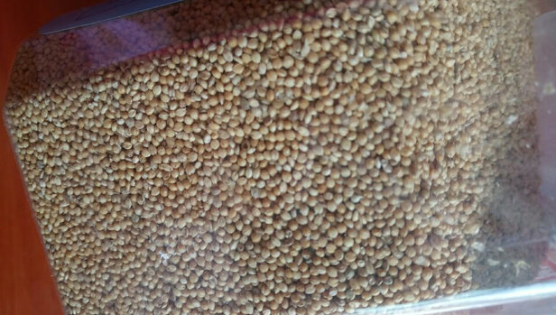 鸟粮