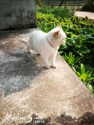 宠物浴液