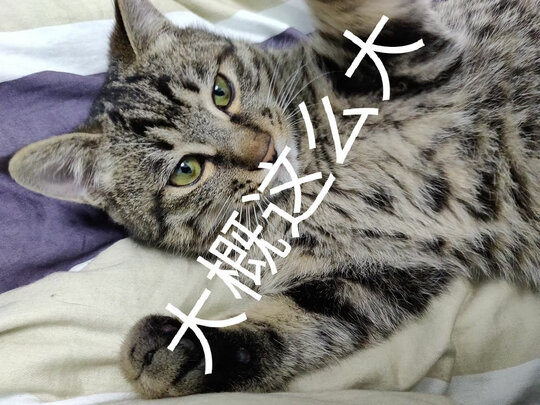 宠物航空箱