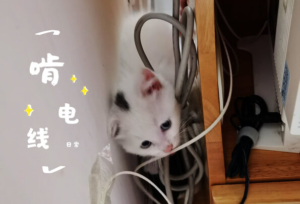 驱猫喷雾