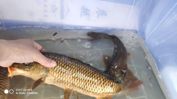矶竿