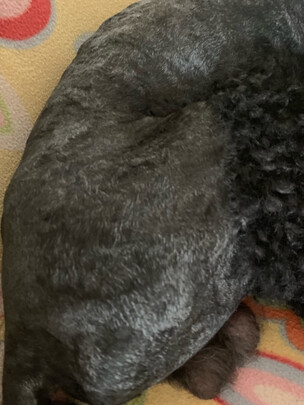  狗狗电推剪