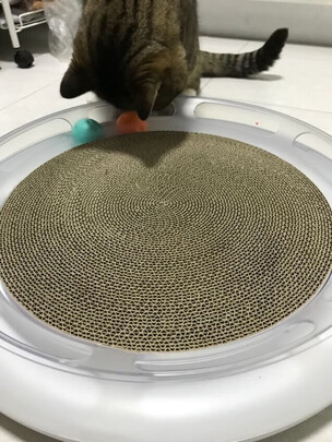 猫窝