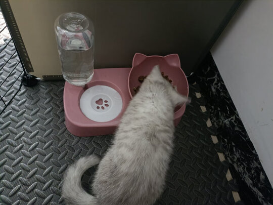 猫碗狗碗