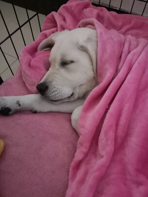 狗狗牵引绳