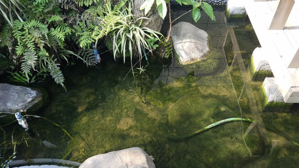 鱼缸水质稳定剂