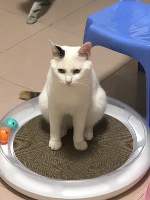 猫窝