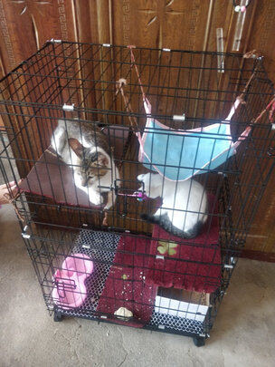  猫笼