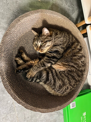 猫窝