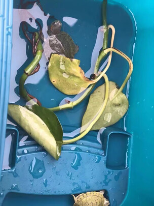 乌龟缸