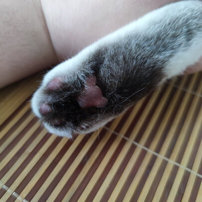  猫咪剃脚毛器