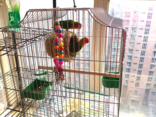 鸟笼