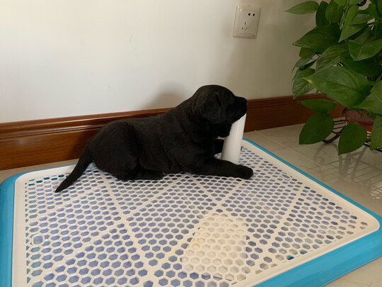 狗厕所