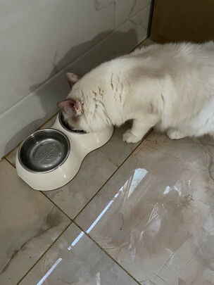 猫条猫零食