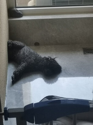 狗绳