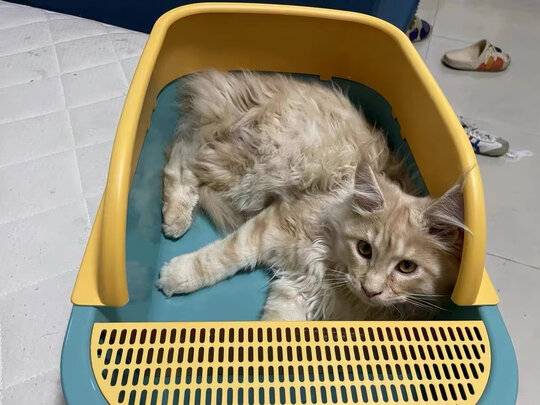 猫砂盆