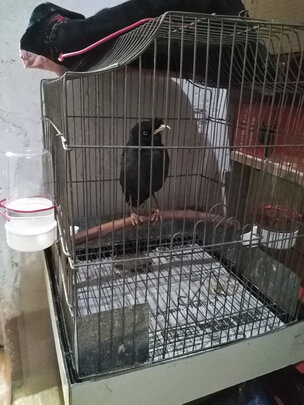 自动喂食器