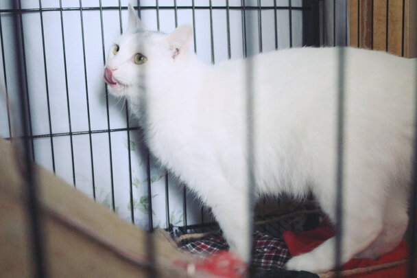 猫碗狗碗
