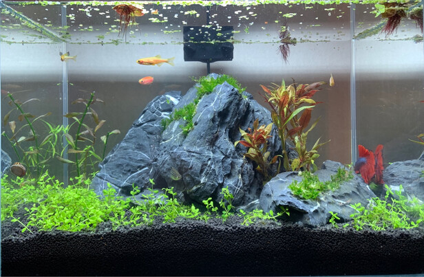 水草泥