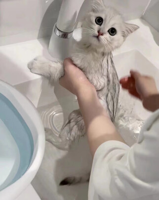 宠物消毒液