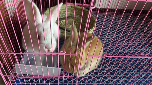 兔笼子