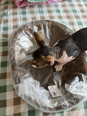 猫抓板