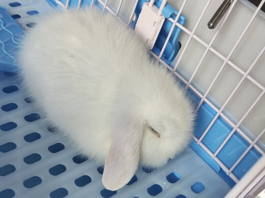 兔笼子