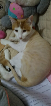 狗狗电推剪