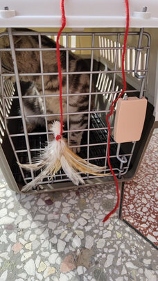 猫包