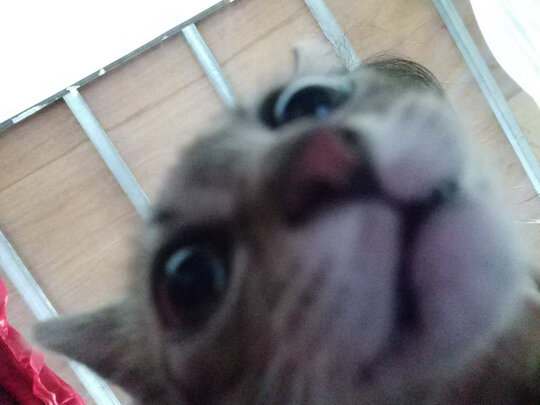 猫碗狗碗