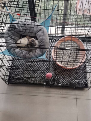 猫笼