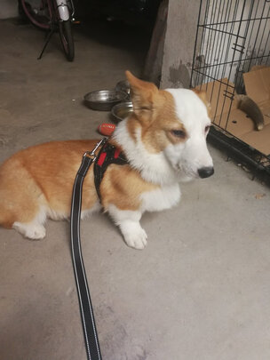 狗绳
