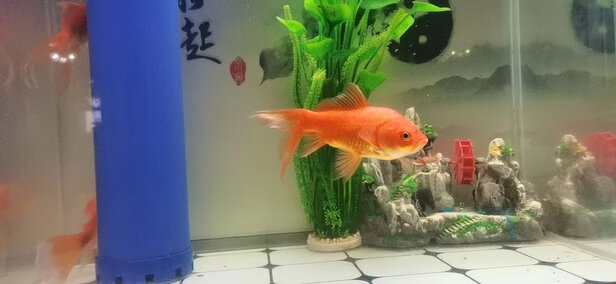 鱼缸硝化细菌