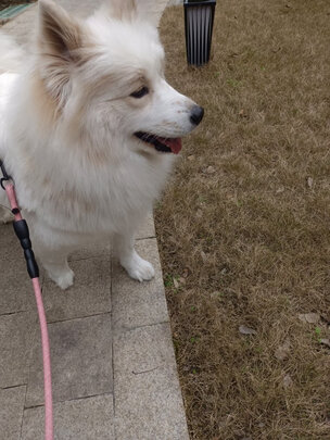  狗狗剃毛器