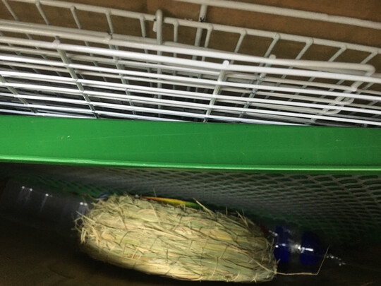 兔笼子