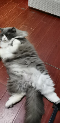豆腐猫砂