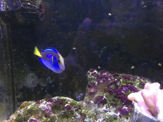宠物纸尿裤