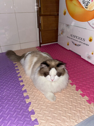 膨润土猫砂
