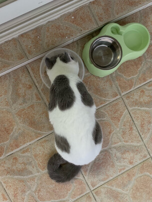 猫条猫零食